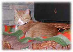 sleeping cat