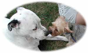 pit bull and yorkie kiss